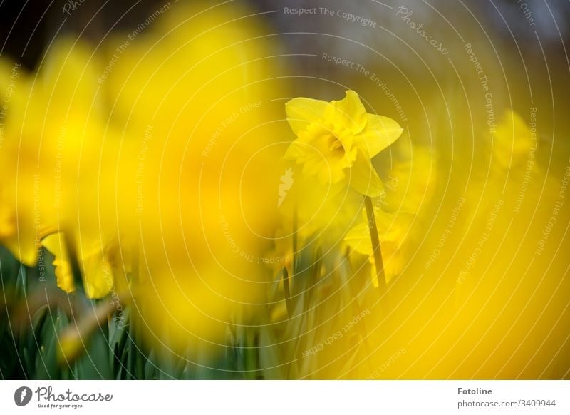 Ein Feld voller blühender Osterglocken im Frühling Blüten Blume Pflanze Natur Farbfoto Außenaufnahme grün Blühend Tag Menschenleer Schwache Tiefenschärfe Umwelt