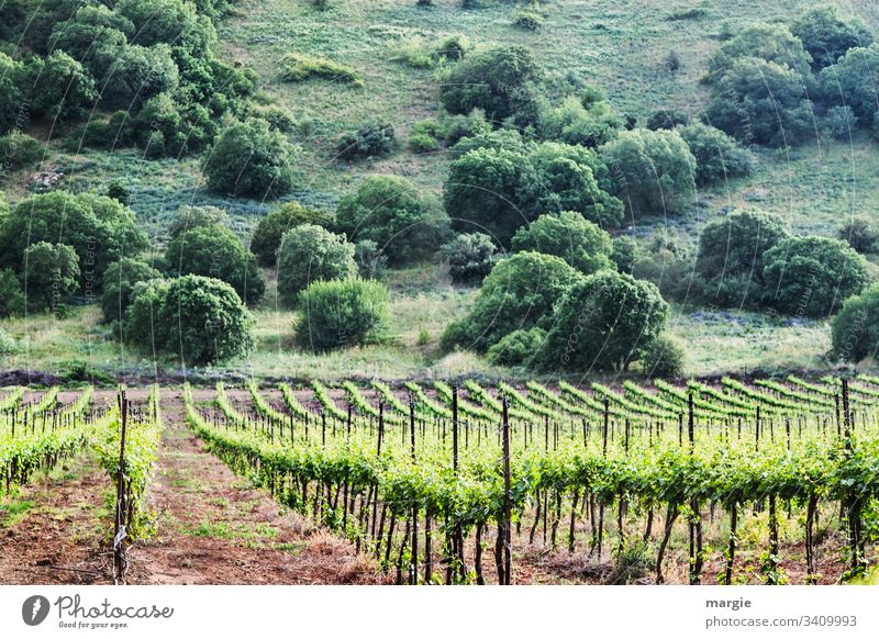 Ein Weinberg, im Hintergrund ein Hügel mit Büschen feldwirtschaft wachstrum Reben Nachhaltigkeit Landwirtschaft Weinreben Bioprodukte Reihen Ordnung Erde