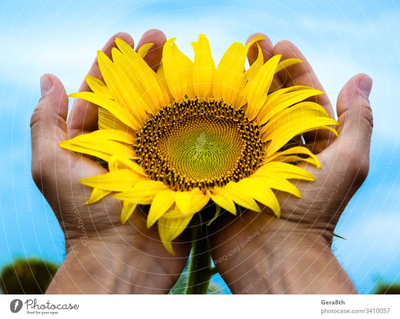 gelb leuchtend blühende Sonnenblume in den Handflächen des Mannes gegen die Ackerbau Hintergrund blüht Blüte Blauer Himmel botanisch hell Pflege vorsichtig