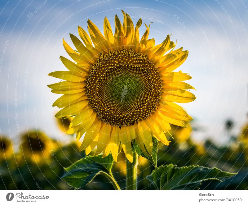 gelbe Sonnenblume mit zwei grünen Blättern auf einem Feld vor einem blauen landwirtschaftlich Ackerbau Hintergrund schön Schönheit Überstrahlung Blüte