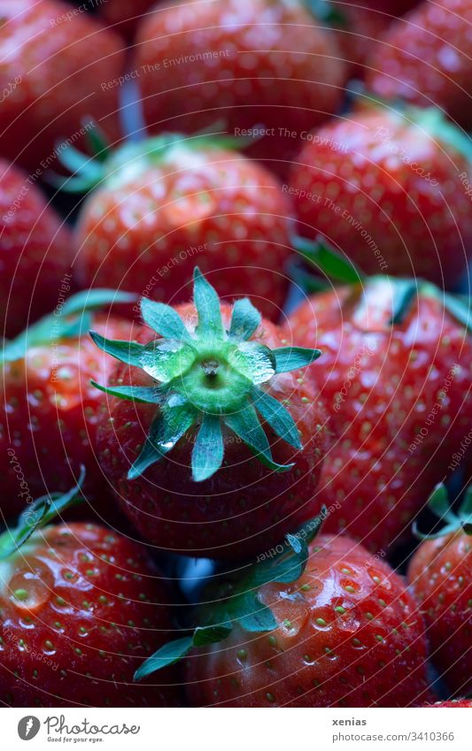 frische Erdbeeren Beeren Frucht Bioprodukte Vegetarische Ernährung Gesunde Ernährung Vitamin gepflückt Geschmackssinn Frühstück Foodfotografie xenias lecker süß