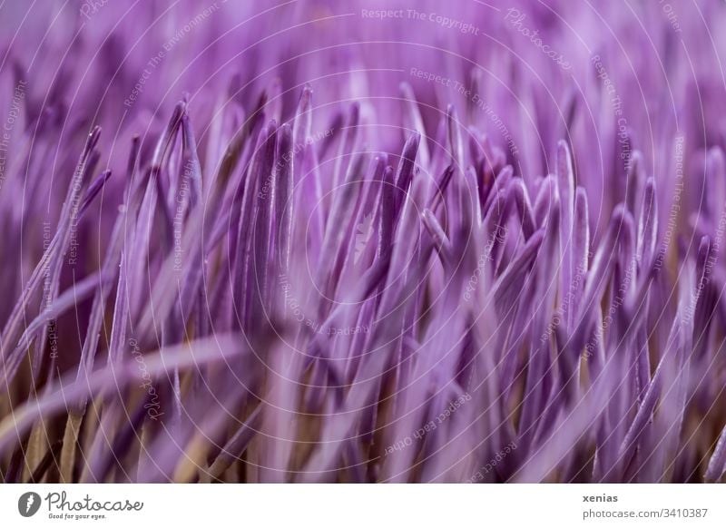 Makroaufnahne einer violetten Artischockenblüte Blüte Violett Pflanze Röhrenblüte lila Blume Schwache Tiefenschärfe
