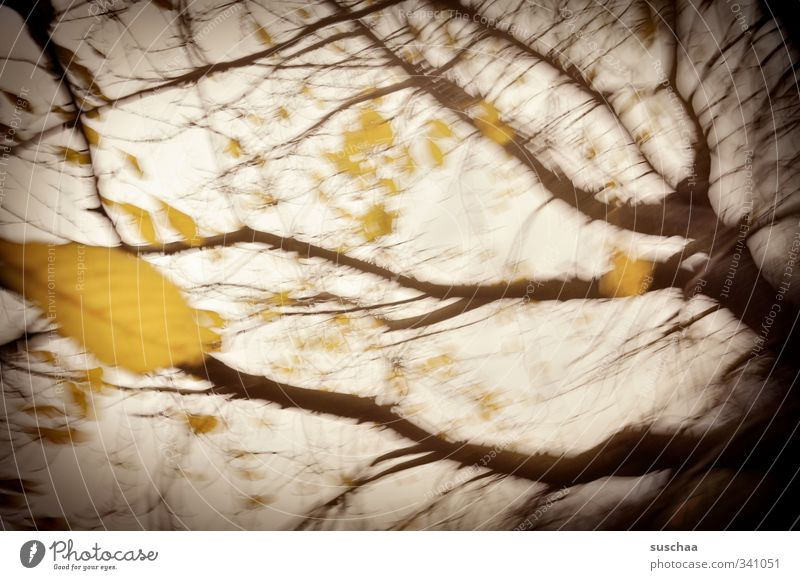 555 Natur Pflanze Urelemente Luft Himmel Herbst Klima Klimawandel Wetter Sturm Baum Blatt Holz außergewöhnlich dunkel braun gelb Stimmung Verfall