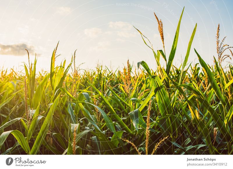 Maisfeld im Spätsommer in der Abendsonne Herbst landwirtschaftlich Ackerbau Rücklicht Gegenlicht Hintergrund Gerste Blauer Himmel Müsli Land Landschaft Ernte