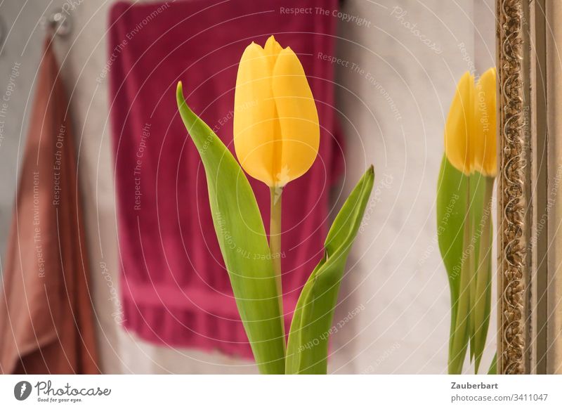 Gelbe Tulpe spiegelt sich im Badezimmerspiegel mit goldenem Rahmen, dahinter geben Handtücher Farbe Spiegel Spiegelung gelb grün rot Blume Frühling