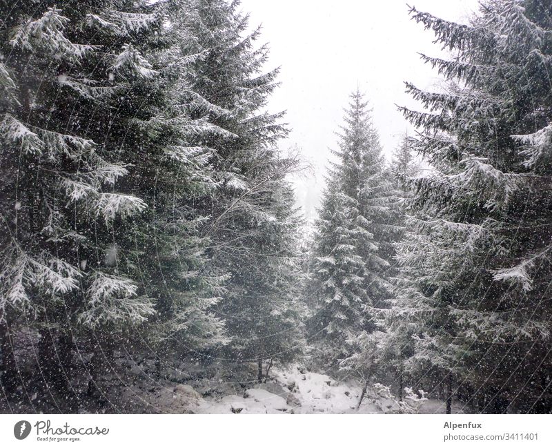 Winter is coming Baum Schnee kalt Wald Waldlichtung Menschenleer Natur Frost Außenaufnahme Tag Farbfoto frostig Schneefall Schneelandschaft Winterwald ruhig