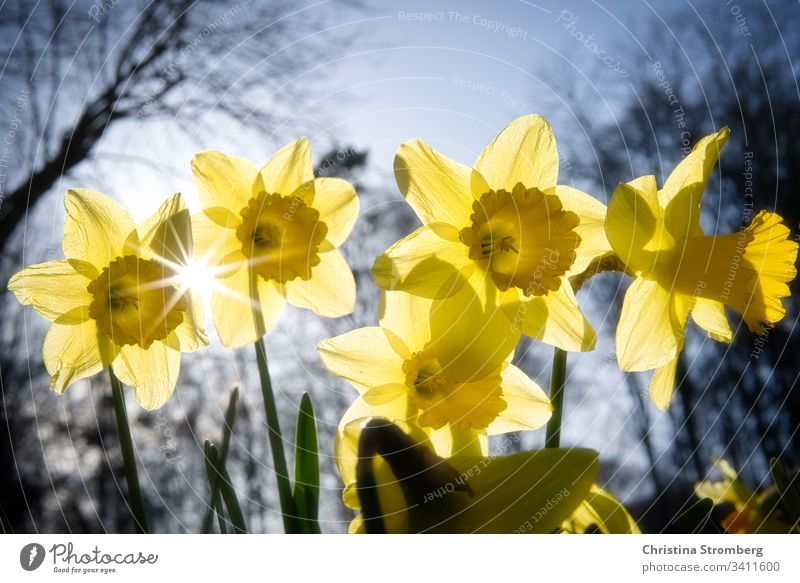 Der Frühling naht beautiful bloom blossom bright daffodil daffodils daffodils field easter flora floral flower fun gardening narcissus narcissus flowers natural
