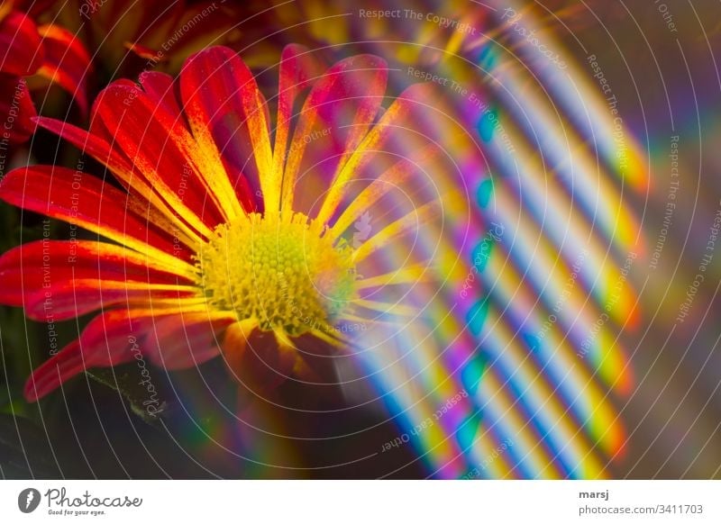 Eine Chrysanthemenblüte teilweise überdeckt von regenbogenfarbenen Lichtreflexen warme Farben Warmes Licht Vorfreude Blühend Blüte Farbfoto verlaufend sonderbar