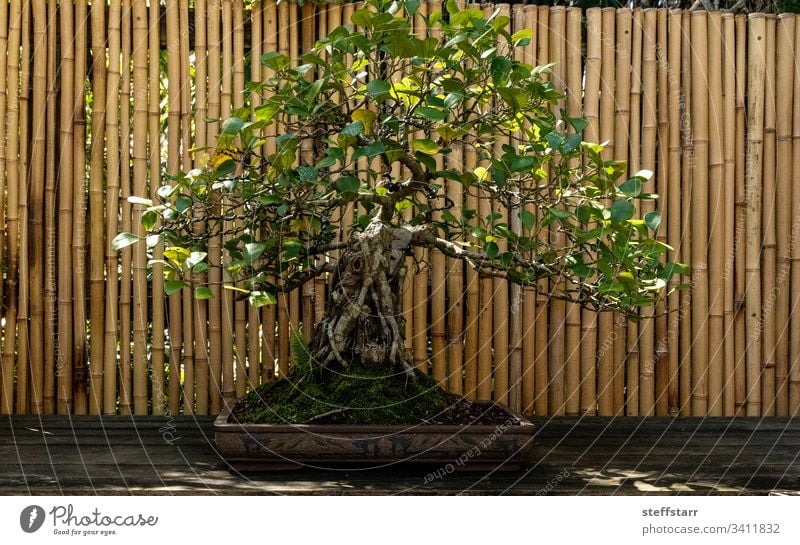 Dreieckiger Feigenbaum Ficus triangularis bonsai tree Bonsai-Baum Natur Garten penibel Geduld Gartenbau Pflanze