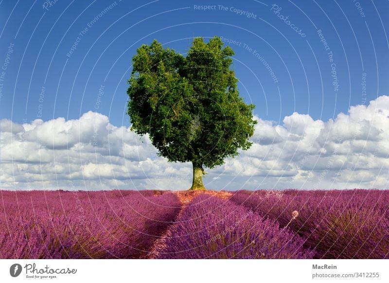 Olivenbaum und Lavendelfelder draußen provence touristik reise niemand textfreiraum südfrankreich Frankreich Europa Lila wolke himmel