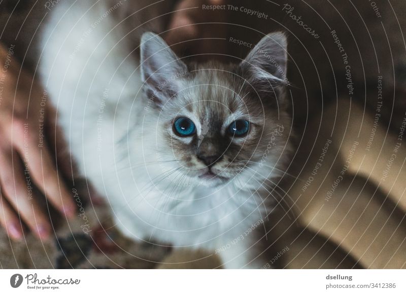 Katze mit blauen Augen blickt in die Kamera Tier Haustier Heilige Birma 1 beobachten Erholung liegen Blick schön weiß türkis niedlich Neugier Wachsamkeit