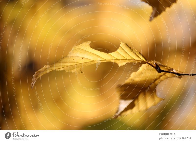Goldener Herbst Natur Pflanze Sonnenlicht Wetter Schönes Wetter Baum Blatt Wald gelb gold orange Farbfoto Außenaufnahme Nahaufnahme Textfreiraum links