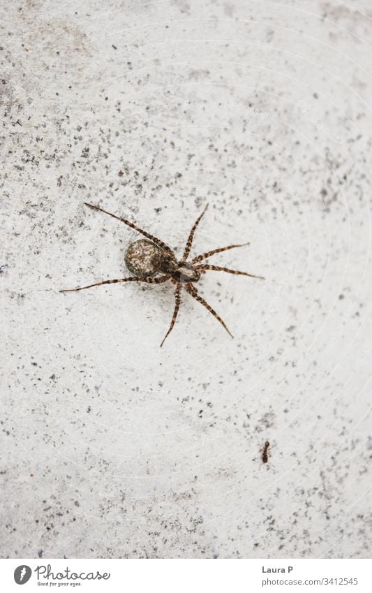 Nahaufnahme einer Spinne und einer Ameise gruselig krabbelnd klein Gefahr Leben schließen Angst abschließen Biologie Entsetzen natürlich braun Arthropode Gift