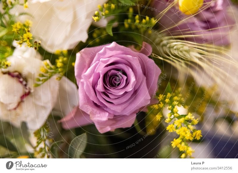 Nahaufnahme einer violetten Rose in einem Blumenstrauss schick Blumenhändler kreativ Stimmung niedlich teuer Rosen Ansicht hell Feier Rosenbouquet vereinzelt
