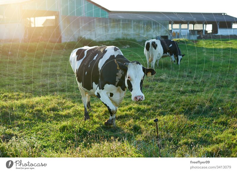 Gruppe von Kühen auf einem Bauernhof in Galizien, Spanien Gras Zucht Ackerbau Herde Kuh schwarz Lebensmittel Frau weiden Dorf malerisch Familie Weidenutzung