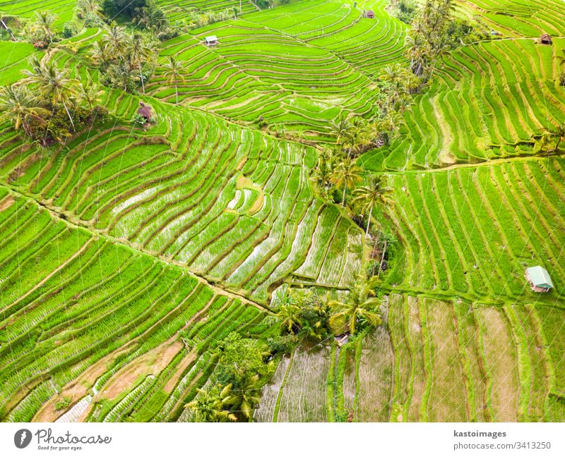 Drohnenansicht der Jatiluwih-Reisterrassen und -Plantage in Bali, Indonesien, mit Palmen und Wegen. Ansicht Antenne Muster Reisfeld Reisfelder Ackerbau Asien