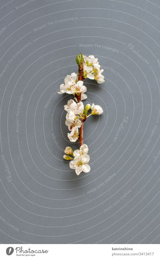 Weiße Frühlingsblumen auf grauem Hintergrund Blume romantisch weiß Draufsicht oben Blütenblätter Knospen Pfirsich Mandeln Konzept kreativ Tag Dekor