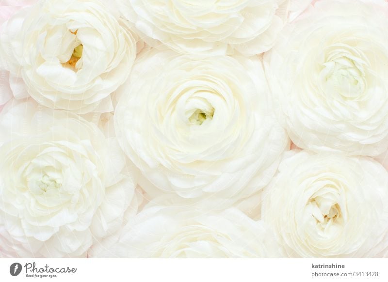 Creme-Ranunkeln-Blüten in Nahaufnahme. Frühlingskonzept Blume Ranunculus Sahne weiß romantisch Pastell flache Verlegung Rosen Draufsicht oben Konzept kreativ