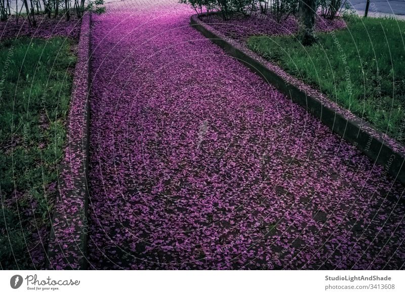 Mit violetten Blütenblättern bedeckte Frühlingsallee Blumen gefallen Gasse Straße Weg Park Straßenbelag Garten purpur grün Smaragd Blühend Blütezeit