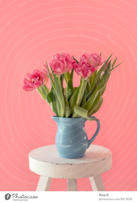 Tulpen in einer Vase Blumen Frühling Fensterlicht Stillleben hell Menschenleer Blumenstrauß pink Farbfoto Blüte Blütenblatt Leichtigkeit Dekoration & Verzierung