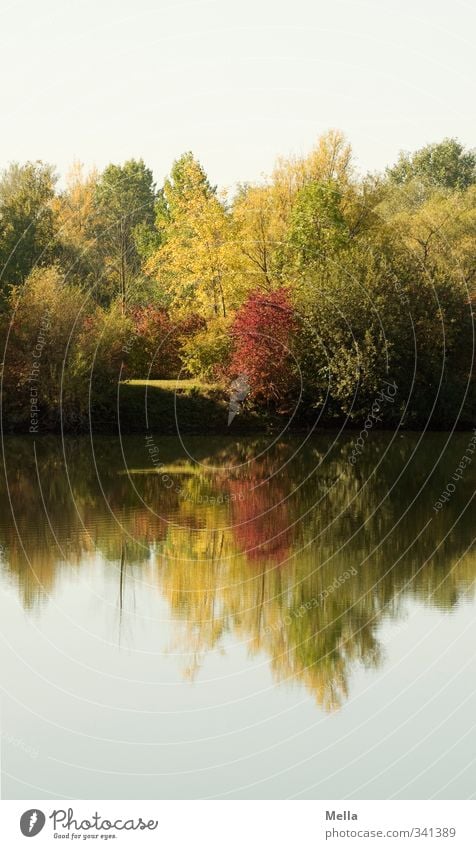 Spiegelig Umwelt Natur Landschaft Pflanze Wasser Sommer Herbst Baum Sträucher Seeufer Teich verblüht dehydrieren Wachstum natürlich Idylle Verfall