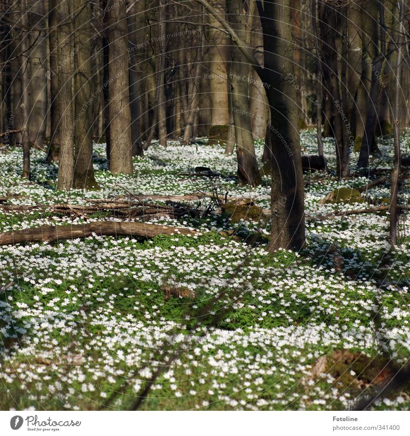 Frühlingserwachen Umwelt Natur Landschaft Pflanze Schönes Wetter Baum Blume Blatt Blüte Wald hell natürlich Wärme braun grün weiß Naturschutzgebiet