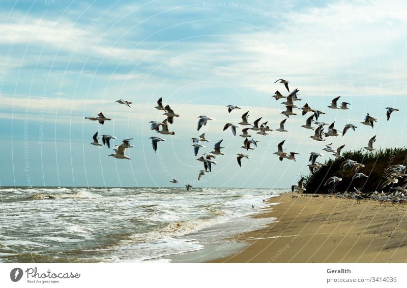 die Möwen fliegen über das Meer ein Vogelschwarm ein Schwarm Möwen oft Strand Vögel Blauer Himmel Wolken Flug Fliege schäumen Horizont Landschaft Natur Sand
