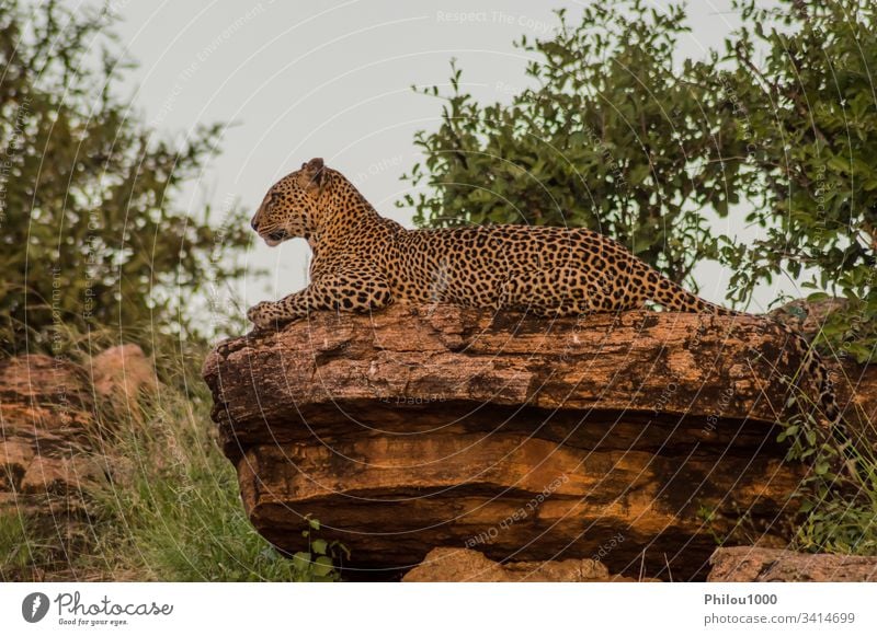 Ein Leopard badet auf einem Felsen im Samburu-Park Afrika Kenia Tier groß schwarz Fleischfresser Katze getrübt gefährlich katzenhaft Dschungel Kilimandscharo