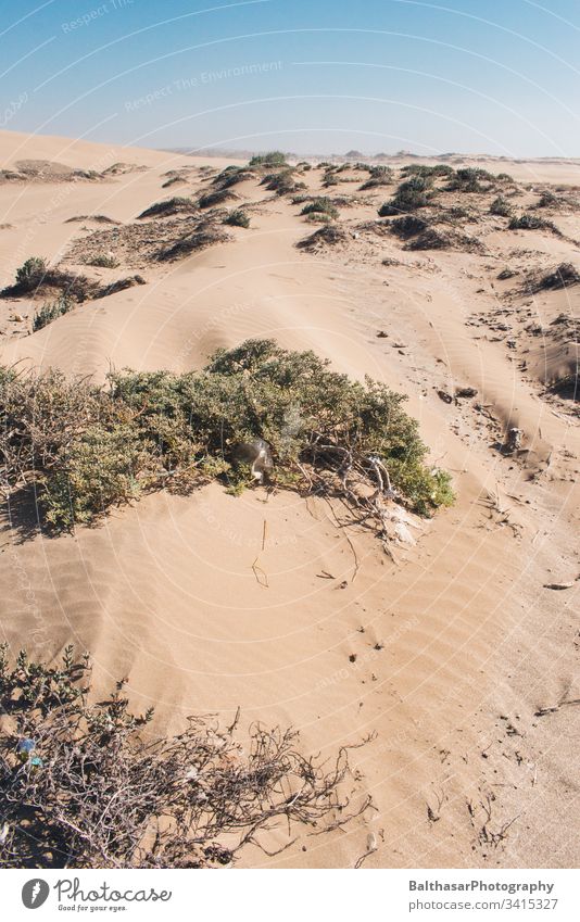 Küstendünen (Sahara) Marokko Afrika Plastikmüll Sand sanddüne Düne Gräser Sträucher Wind Horizont Sonnenlicht Landschaft Ferien & Urlaub & Reisen Menschenleer