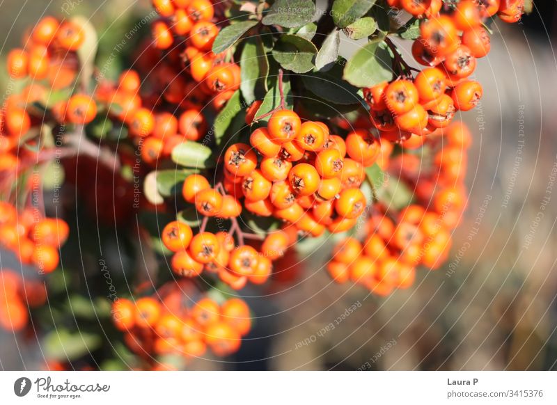 Nahaufnahme von kleinen runden Orangenbeeren Beeren kleine Runde orange rund gerundet Frische botanisch Dekoration & Verzierung farbenfroh ornamental
