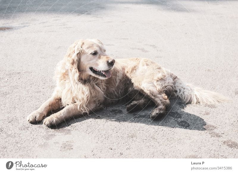 Schöner Golden Retriever sitzend freundlich Glück Hund im Park Hundeporträt Fell Kreatur goldie außerhalb Spielen dreckig im Freien Reinrassig Spaß Hintergrund