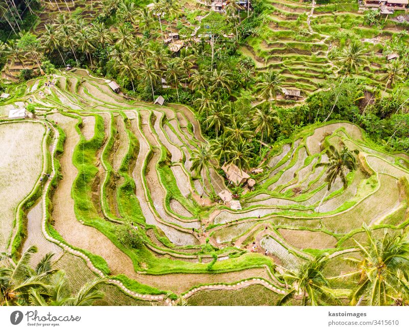 Drohnenansicht der Tegalalang Reisterrasse in Bali, Indonesien, mit Palmen und Wegen für Touristen, die um die Plantagen herumgehen Terrasse Ansicht Antenne