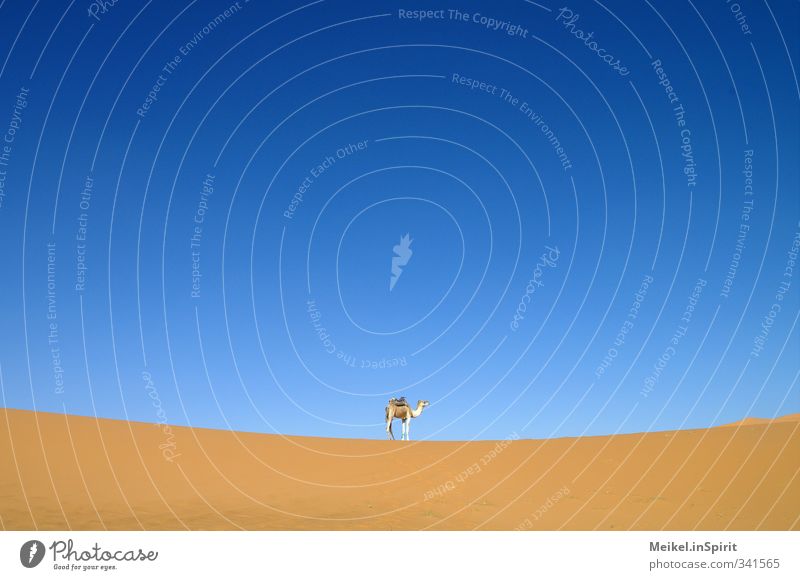 Das Kamel. Sand Klima Wärme Dürre Wüste Sahara Düne Erg Chebbi Nutztier 1 Tier heiß blau braun gelb Warmherzigkeit Durst Fernweh Einsamkeit bequem Abenteuer