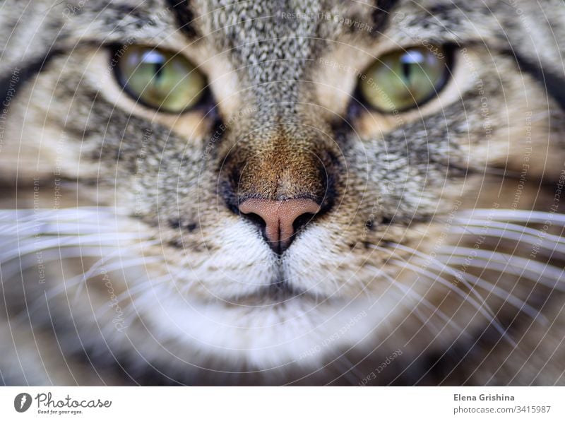 Katzengesicht in Nahaufnahme. Porträt einer jungen Tabby-Katze, Makroaufnahme. Selektiver Fokus. Nahaufnahme. Maul Gesicht Schnurrhaar Detailaufnahme Schnauze