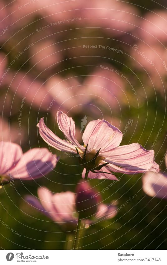 Rosa Kosmosblume im Garten Schmuckkörbchen Blume rosa Sommer Abend Licht schön Natur grün Farbe hell Pflanze Hintergrund geblümt Überstrahlung Muster