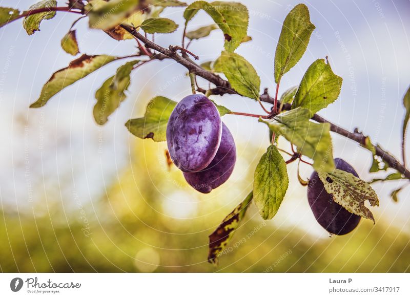 Nahaufnahme von reifen Pflaumen im Sommer süß saftig purpur Baum Pflaumenbaum Frucht Früchte essen Lebensmittel Gesundheit Ackerbau natürlich Landschaft