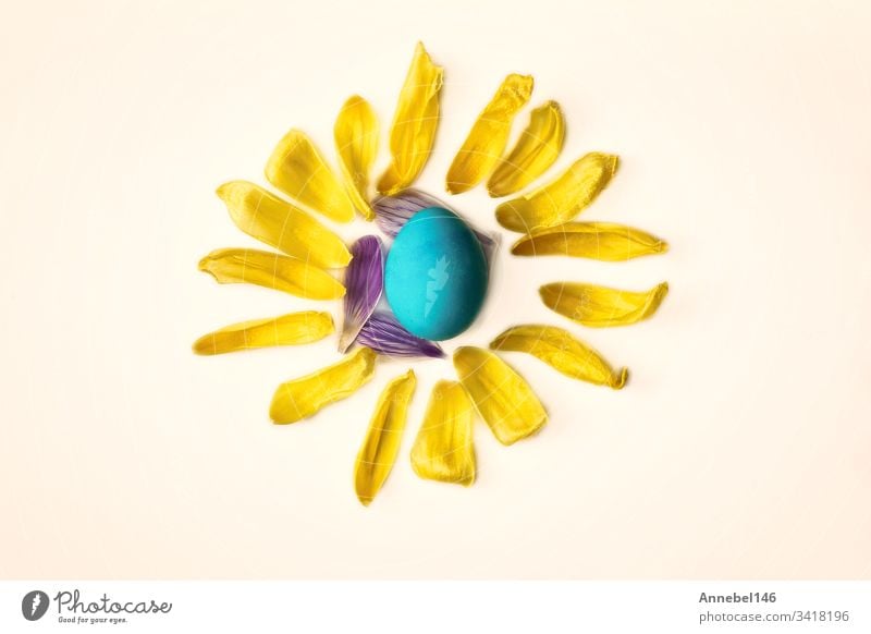 Blaues Osterei, umgeben von gelben Blütenblättern, Form einer Sonne isoliert auf weißem Hintergrund, Oster- oder Frühlingskonzept Ostern vereinzelt blau Blume