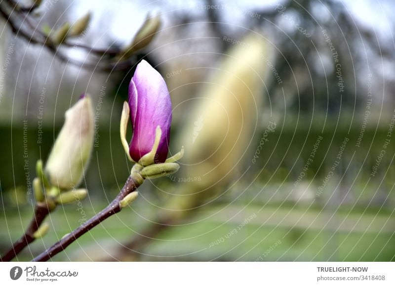 Einzelne erste violett-weiße Magnolien Blüte vor Gartenlandschaft dringt kraftvoll ans Licht Magnolienblüte Magnolienknospe Frühling Natur Pflanze Außenaufnahme