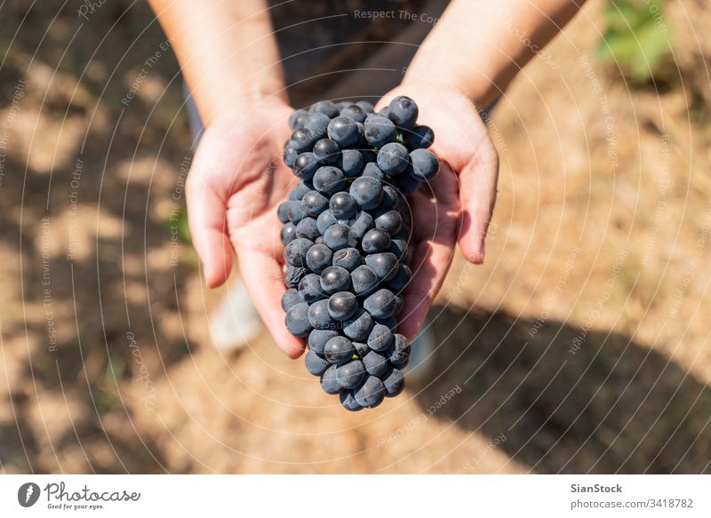 Die Weinlese. Frauenhände mit frisch geernteten Trauben. Ernte Weinberg Weingut Ernten organisch Lebensmittel Hand Haufen Frucht Natur Ackerbau blau Beteiligung