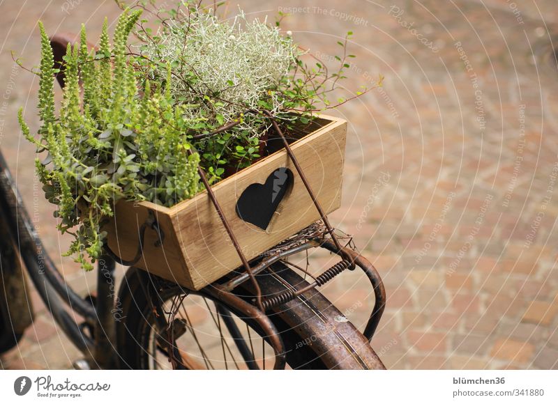 Fahrrad mit Herz Verkehr Verkehrsmittel fahren stehen alt einfach einzigartig braun Dekoration & Verzierung Holz Holzkiste herzförmig Pflanze retro Retro-Farben