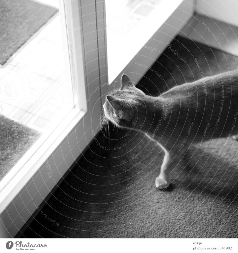 das Leben da draussen... Häusliches Leben Wohnung Terrasse Fenster Tür Tier Haustier Katze Hauskatze 1 beobachten Blick Neugier Interesse Innerhalb (Position)