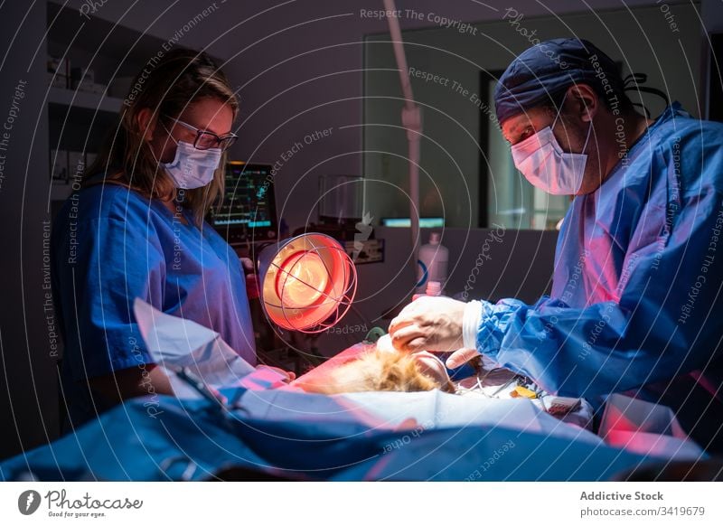 Krankenschwester mit roter Speziallampe während ein Kollege in einer modernen Tierklinik operiert Chirurgie Lampe Infrarotaufnahme Klinik Assistent Tierarzt