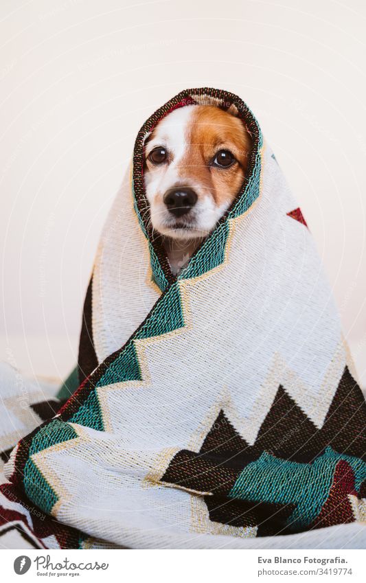 süßer Jack-Russell-Hund, der mit einer ethnischen Decke bedeckt ist und zu Hause auf dem Bett sitzt. Lebensstil im Haus jack russell Haustier Deckung heimwärts