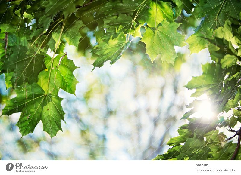 lichtdurchlässig Natur Sonnenlicht Frühling Sommer Schönes Wetter Wärme Baum Blatt Blattgrün Zweige u. Äste Ahornzweig Ahornblatt leuchten Erholung Hoffnung