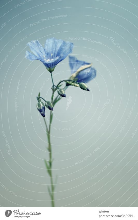 Leingewächs Natur Pflanze Frühling Blume Blüte Nutzpflanze ästhetisch dünn einfach elegant schön blau Gedeckte Farben Außenaufnahme Nahaufnahme Detailaufnahme