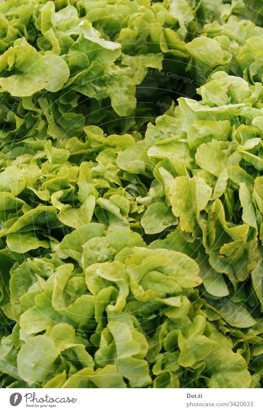 Salatköpfe frisch Blattsalat Markt grün Ernährung vegetarisch