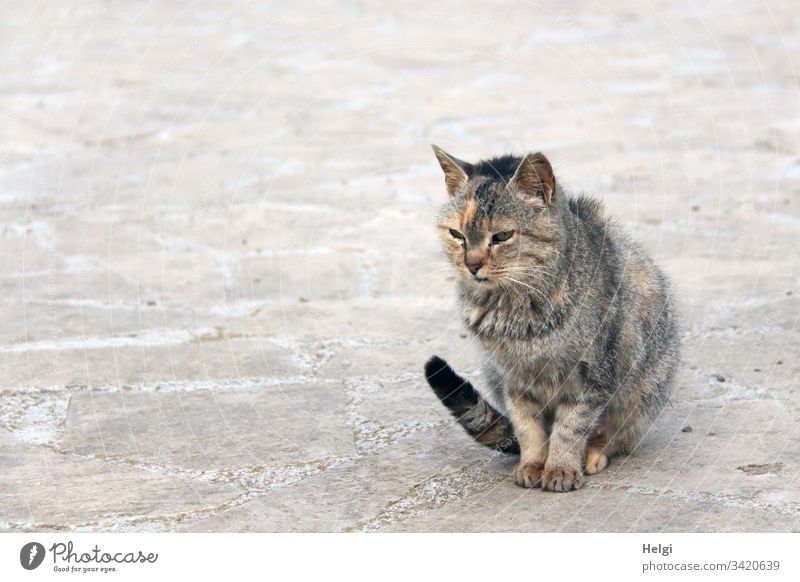 Straßenkatze sitzt entspannt auf einem Steinweg Katze Tier Außenaufnahme Herumtreiben freilebend 1 Menschenleer Tierporträt Farbfoto Blick beobachten sitzen