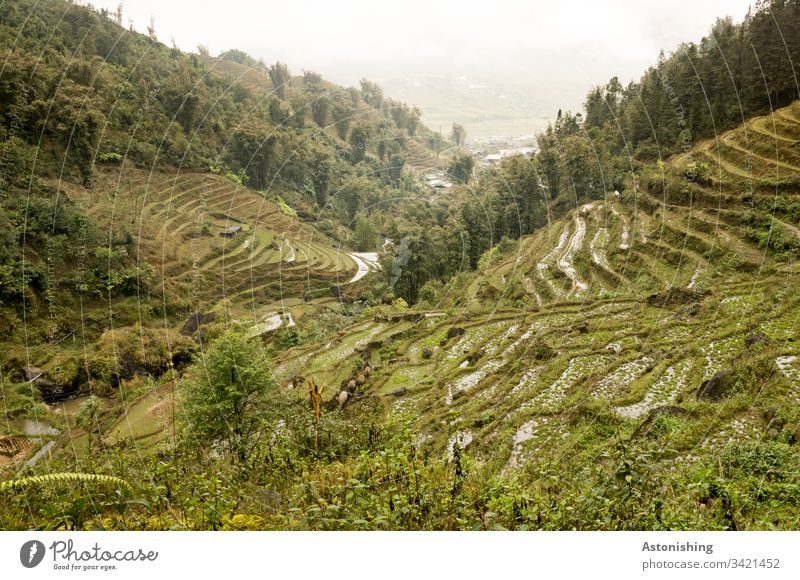 Reisfelder bei Sapa, Vietnam Ackerbau Ausflug Reisterrasse Reisterrassen Außenaufnahme Ferien & Urlaub & Reisen sa pa Asien Natur Landschaft Berge u. Gebirge