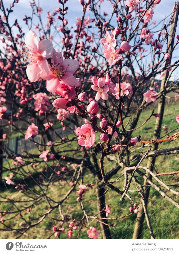 Rosa Blüten am Baum in der Abenddämmerung Frühling Blühend Blütenknospen Wachstum Garten Menschenleer Natur Pflanze Duft Unschärfe Sonnenlicht Schönes Wetter