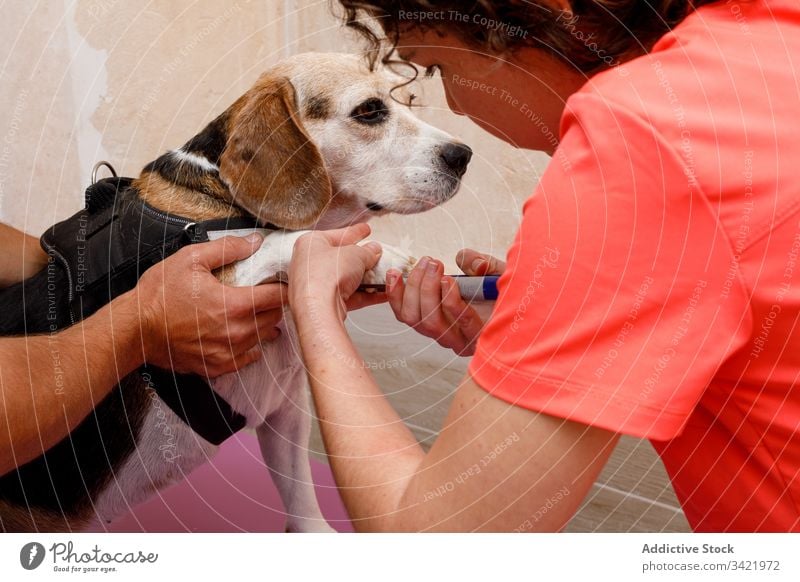 Tierärzte schneiden Nägel eines großen Hundes in der Klinik Veterinär Frau Arzt Leckerbissen Pflege Uniform Windstille Haustier heimisch Eckzahn Reinrassig